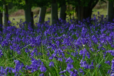 Close-up of purple crocus flowers on field