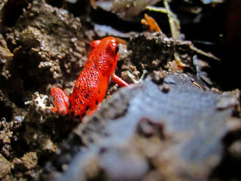 Close-up of red crab on rock