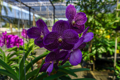 Close-up of purple flowering plant