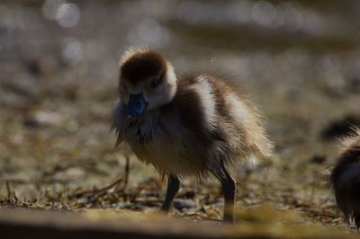 Close-up of young bird on field