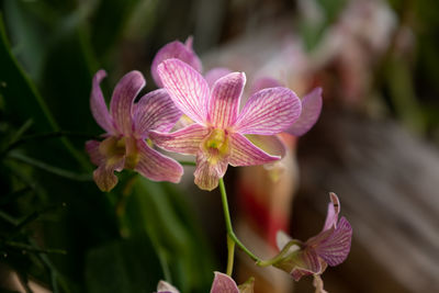 Close-up of pink flowering plant