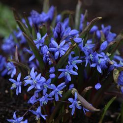 Close-up of purple flowers blooming outdoors