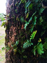 Close-up of moss growing on tree trunk