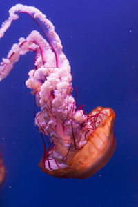 Close-up of jellyfish swimming in sea