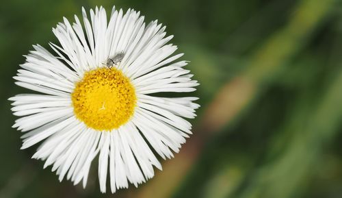 Close-up of white daisy flower