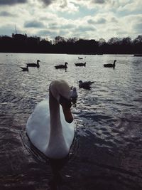 Swans swimming in lake