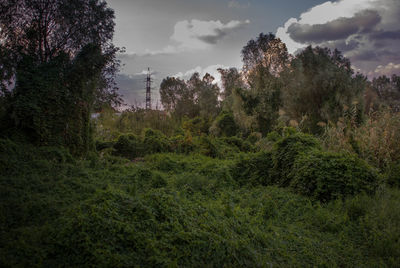 Trees growing in forest against sky