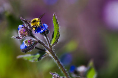 Close-up of insect on purple flower