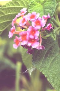 Close-up of pink flowers blooming outdoors