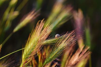 Close-up of bird perching on grass