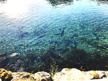 Fish swimming in sea