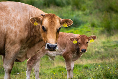 Cow standing in a field