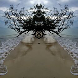 Bare trees against sky