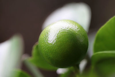 Close-up of fruits on tree