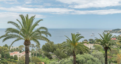 Palm trees by sea against sky