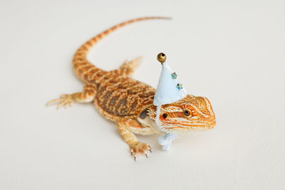 Close-up of lizard against white background