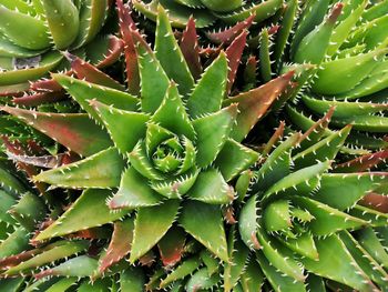 Close-up of succulent plant