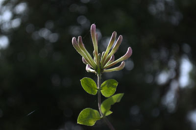 Close-up of flowering plant