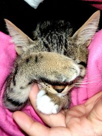 Close-up of hand holding cat