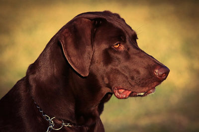 Close-up of dog