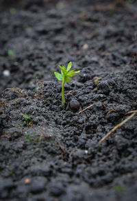 Close-up of small plant growing on field