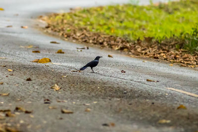 View of birds on road