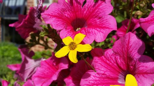 Close-up of pink flowers blooming outdoors