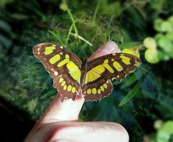 Close-up of butterfly on hand