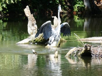 Birds flying over lake