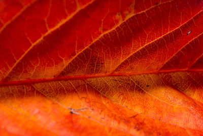 Full frame shot of autumnal leaf