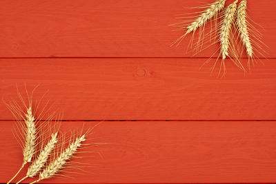 Close-up of crops against orange wall