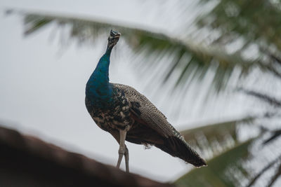 Close-up of a bird