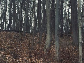 Trees in forest