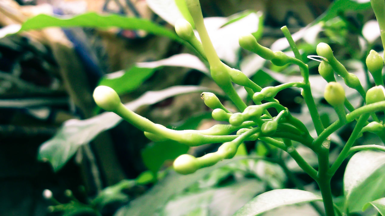 growth, green color, nature, plant, close-up, day, leaf, no people, outdoors, beauty in nature, freshness