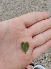 Close-up of hand holding small