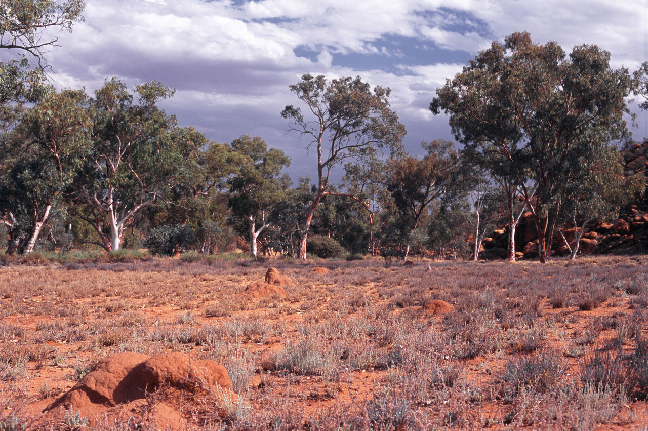 Todd river