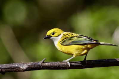 Close-up of bird perching on branch