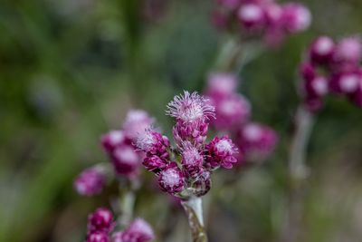 Close-up of pink flowering plant