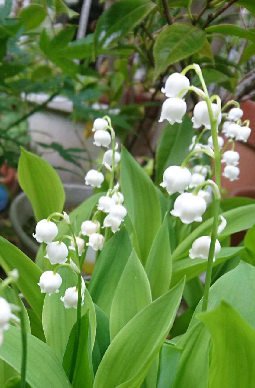 flower, freshness, white color, growth, fragility, petal, leaf, flower head, beauty in nature, plant, nature, blooming, close-up, white, in bloom, blossom, focus on foreground, green color, botany, stem