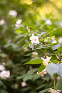 Close-up of white flowering plant