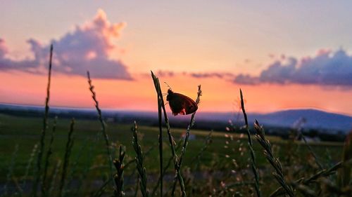 View of butterfly on field against sky during sunset