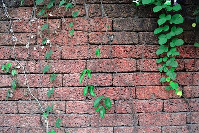 Close-up of ivy growing on brick wall