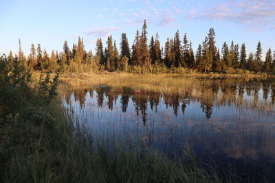 Scenic view of lake in forest against sky