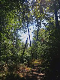 Trees in forest