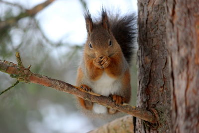 Portrait of squirrel on tree