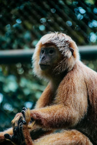 Close-up of monkey sitting in zoo