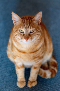 Close-up portrait of a cat