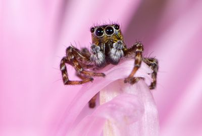 Close-up of spider on pink flower