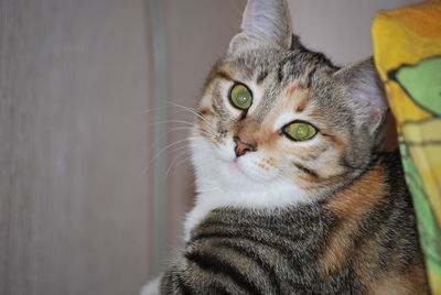 Close-up portrait of tabby cat