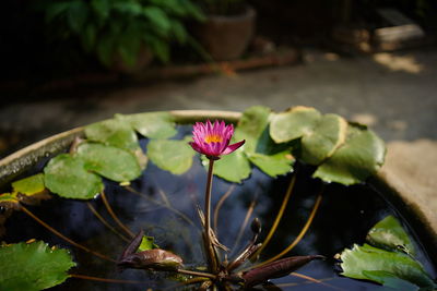 Close-up of lotus water lily